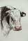 bull