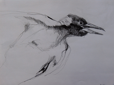 magpie1