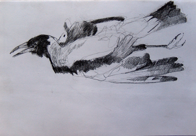 magpie2