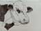 hereford bull