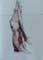 Ox carcass